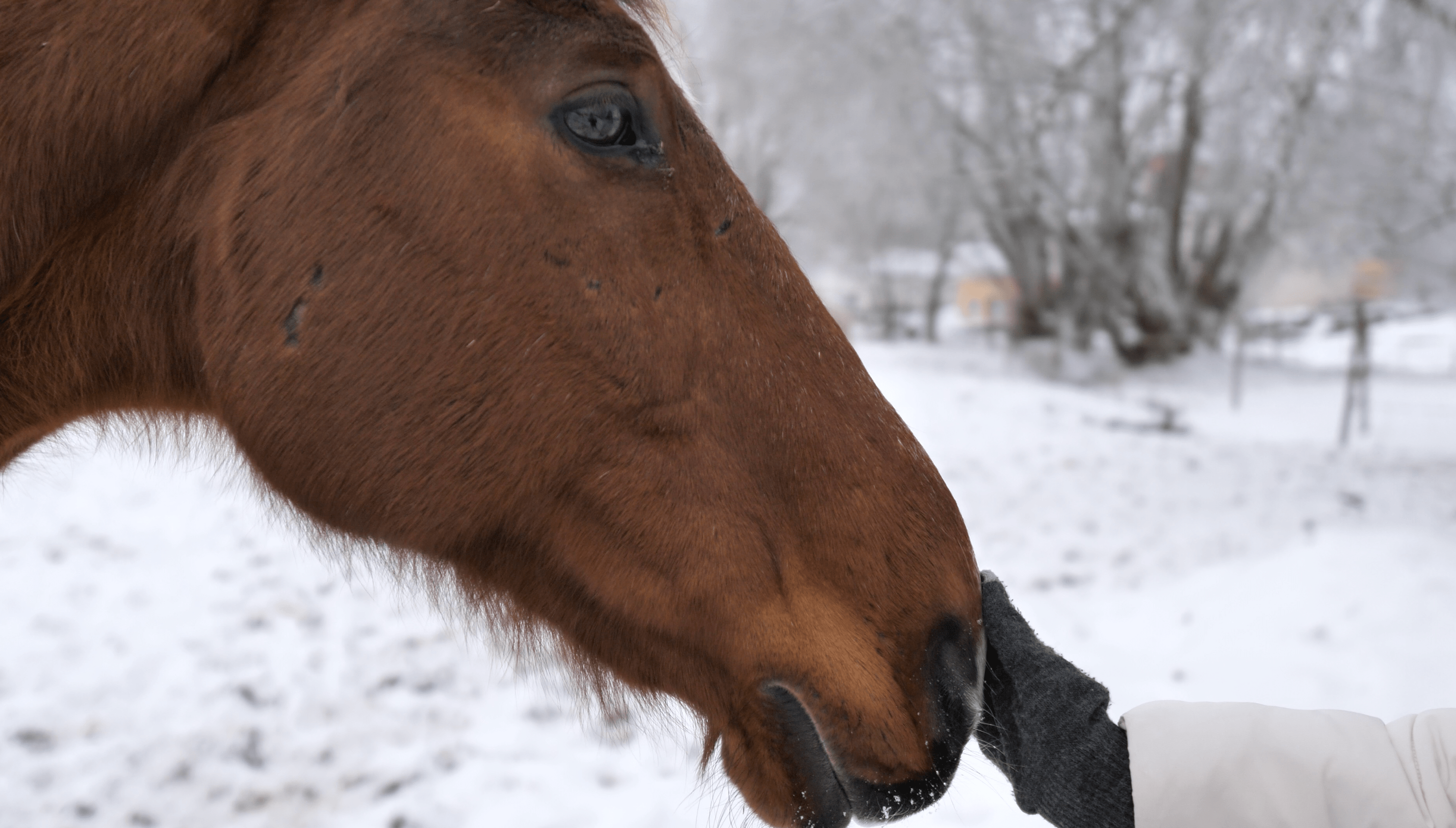 horse with hand